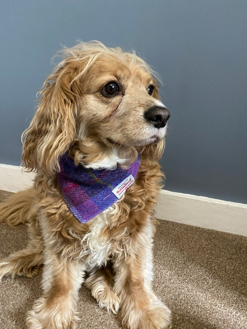 Harris Tweed dog bandana neckerchief in a pink, purple and blue check, tartan pattern. Sizes S M L XL pet scarf