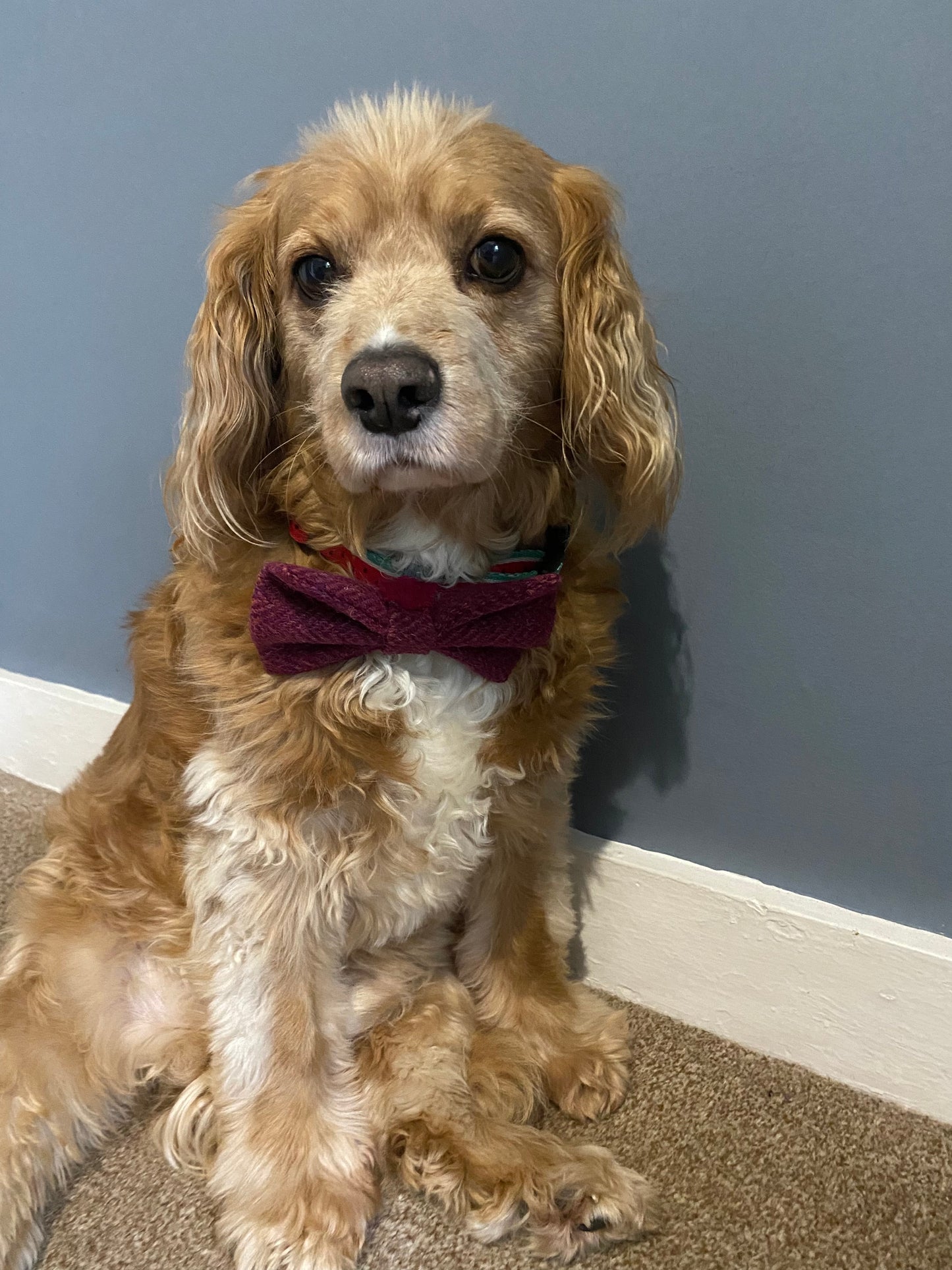 Harris Tweed Bow Dog Collar red herringbone dickie bow tie charm