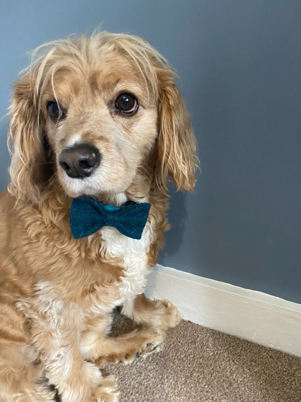 Harris Tweed Dickie Bow Tie Dog Collar Charm in blue / green teal