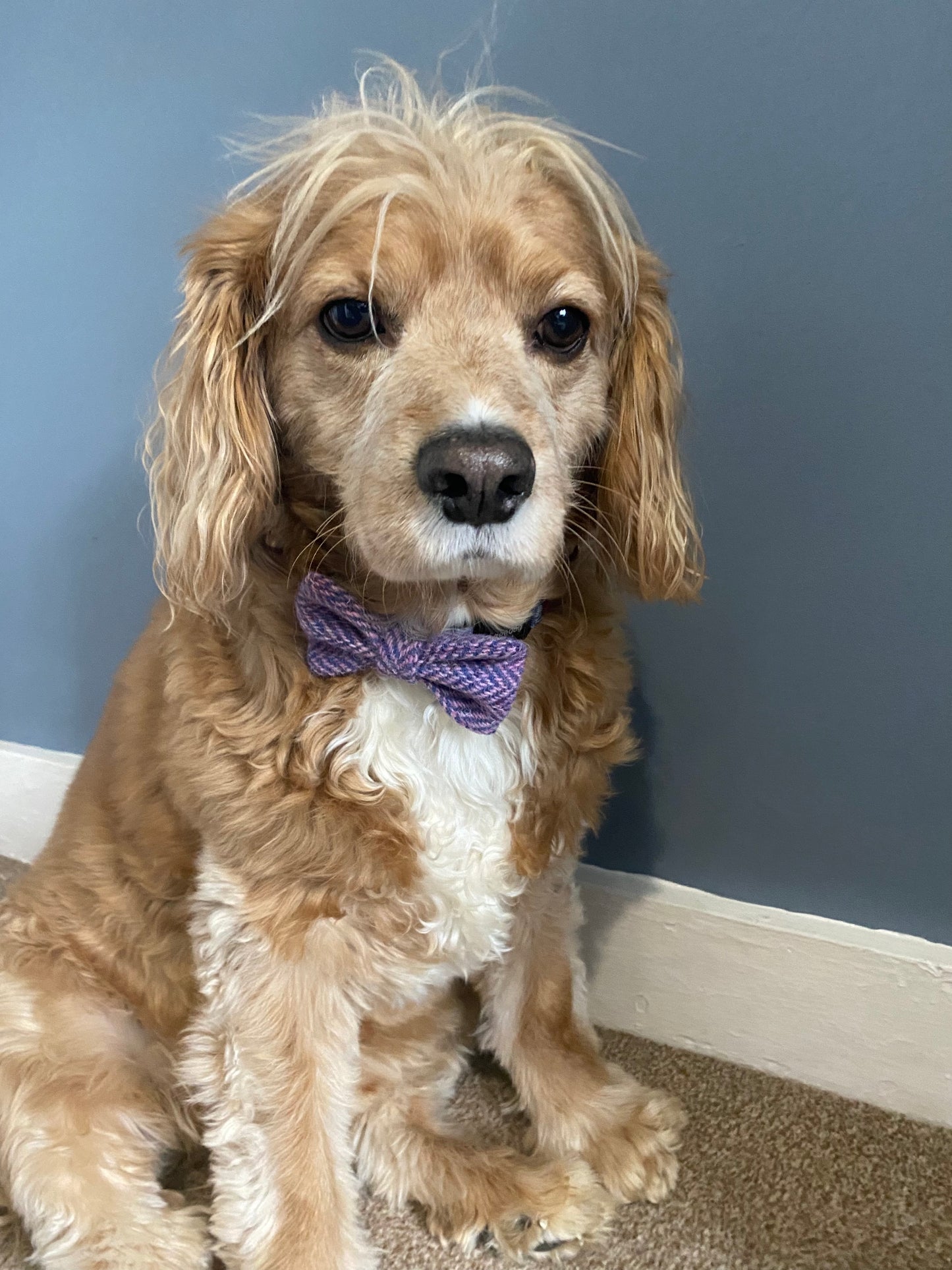 Harris Tweed Bow Dog bow tie light pink herringbone / chevron patten Dickie bow