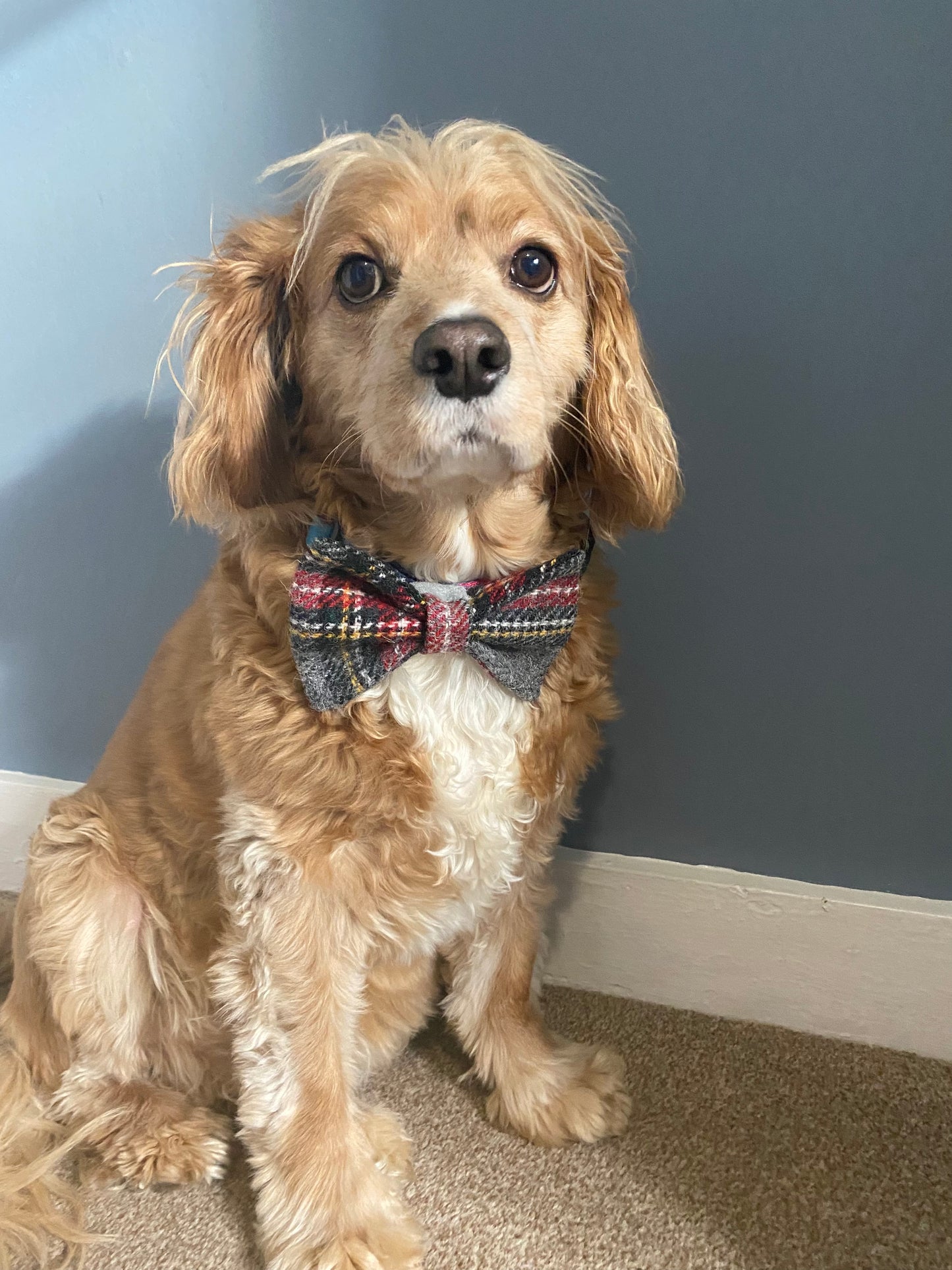 Harris Tweed Bow Dog Collar Dickie Bow Tie in grey & red check tartan pattern