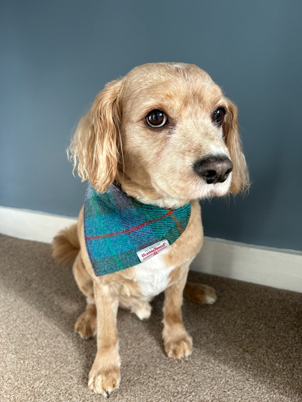 Harris Tweed dog bandana neckerchief in blue green and purple check / tartan Sizes S M L XL pet scarf