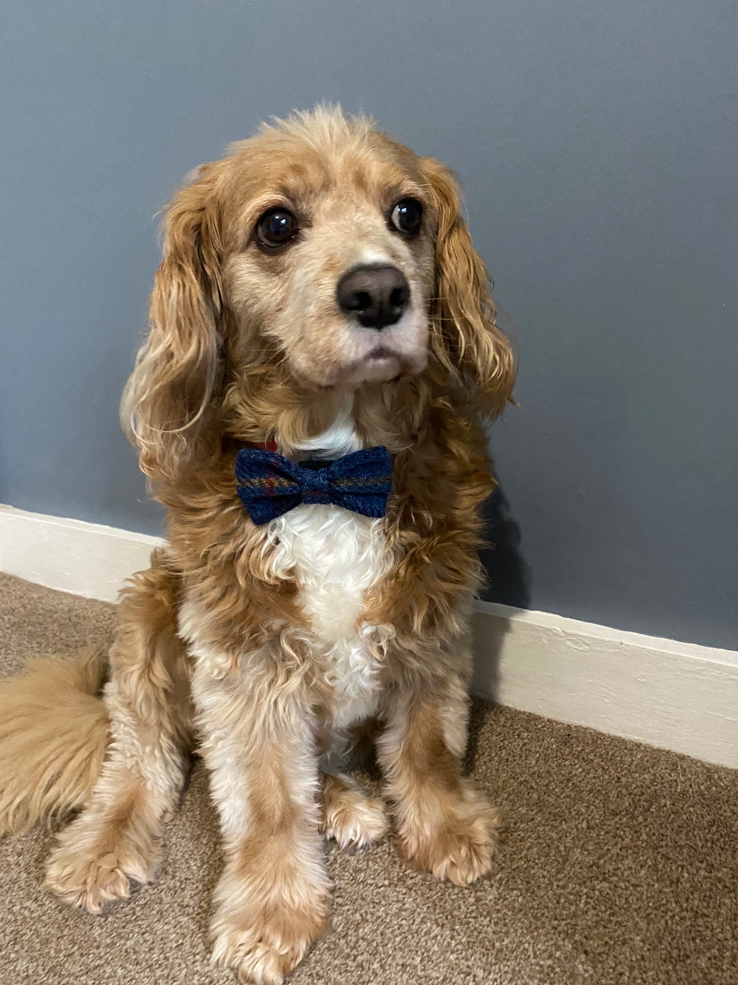 Harris Tweed Bow Dog Collar Navy blue check tartan dickie bow tie charm