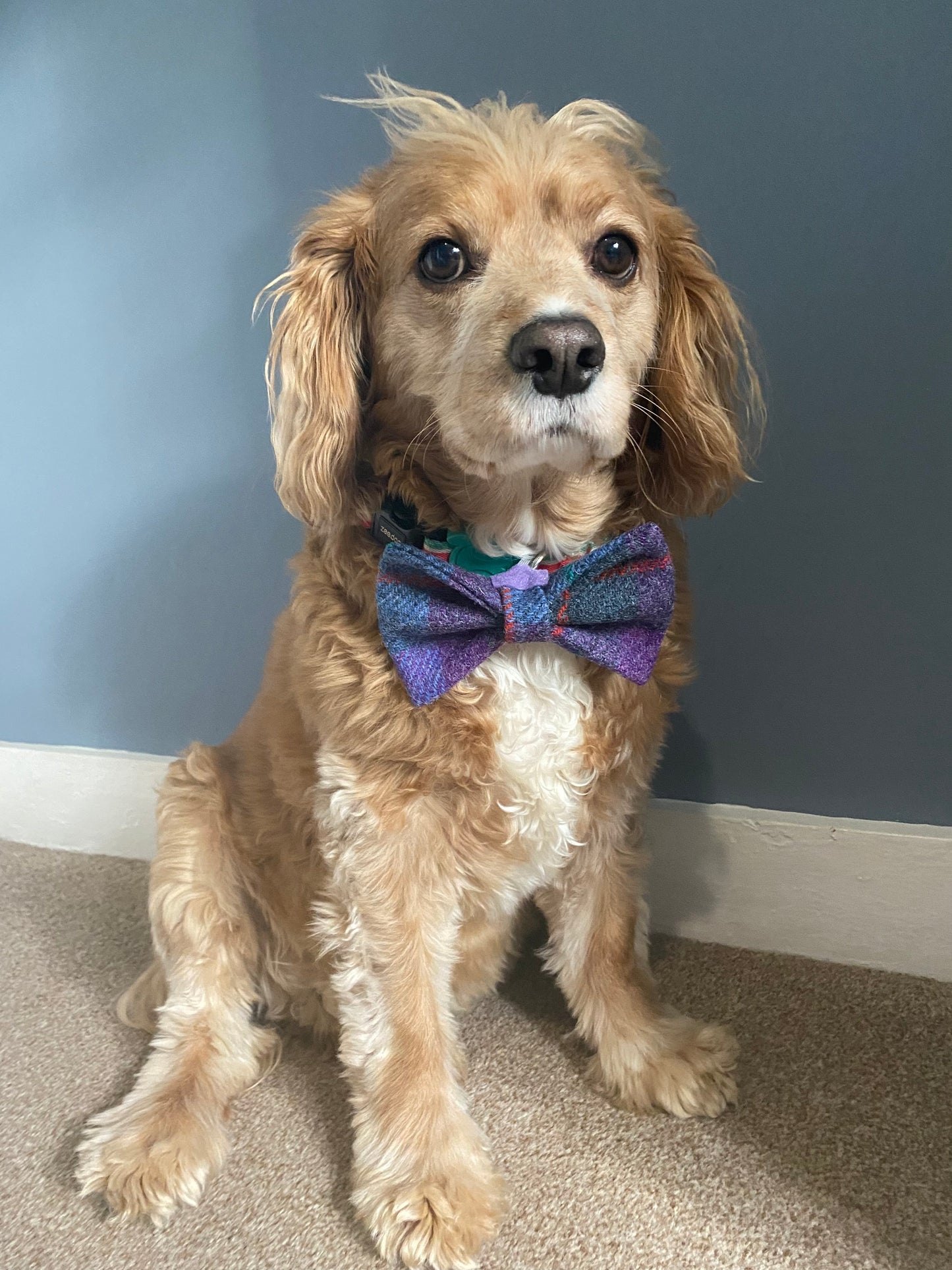 Harris Tweed Dickie Bow Tie Dog Collar charm in purple & blue check