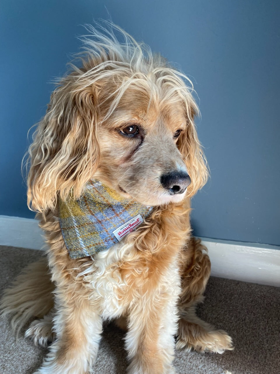 Harris Tweed dog bandana neckerchief in Mustard yellow / gold & blue check tartan or plaid pattern. Sizes S, M, L + XL pet scarf