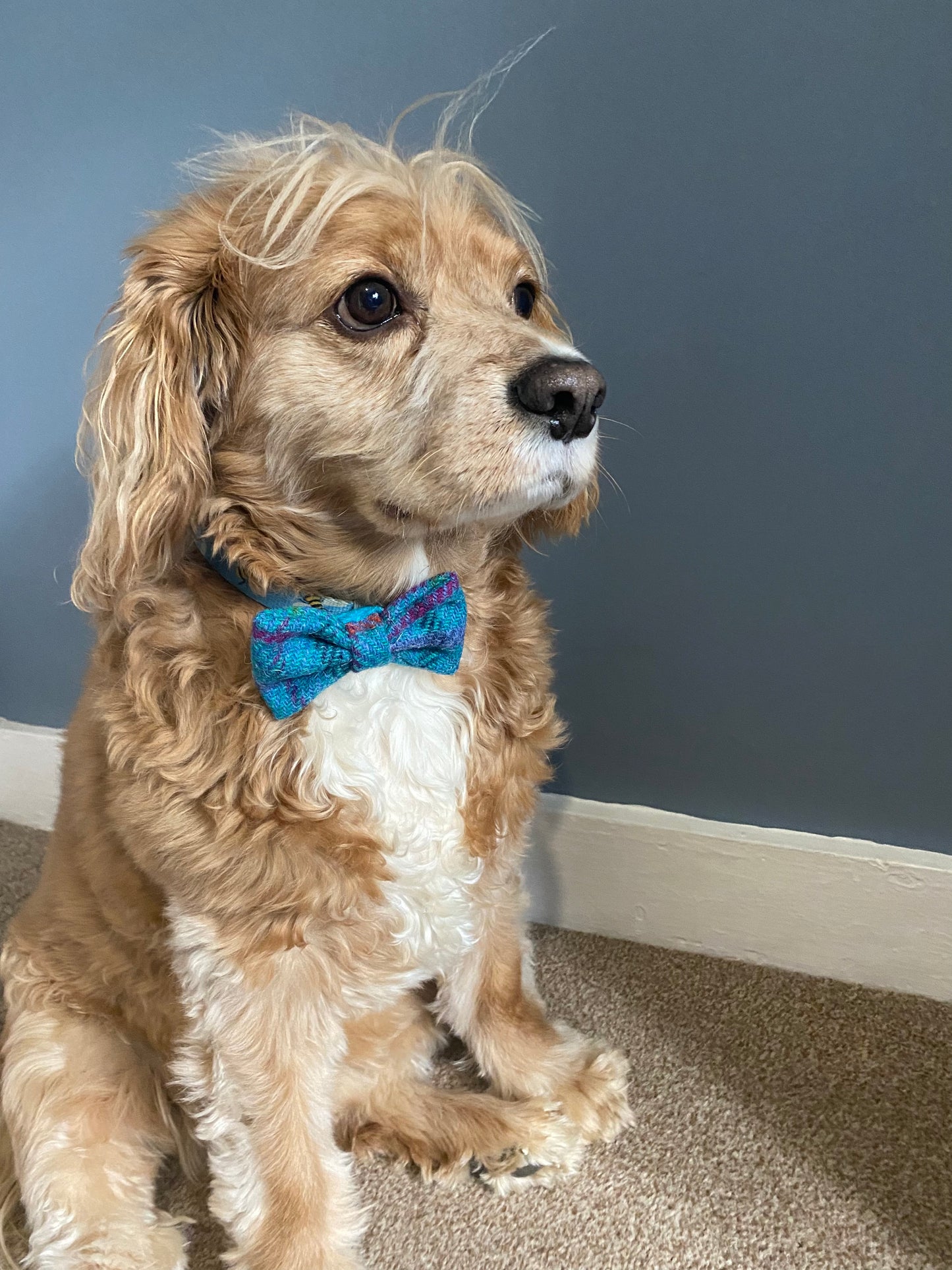 Harris Tweed Dog Collar Dickie Bow Tie Charm in bright blue check pattern pet neckwear