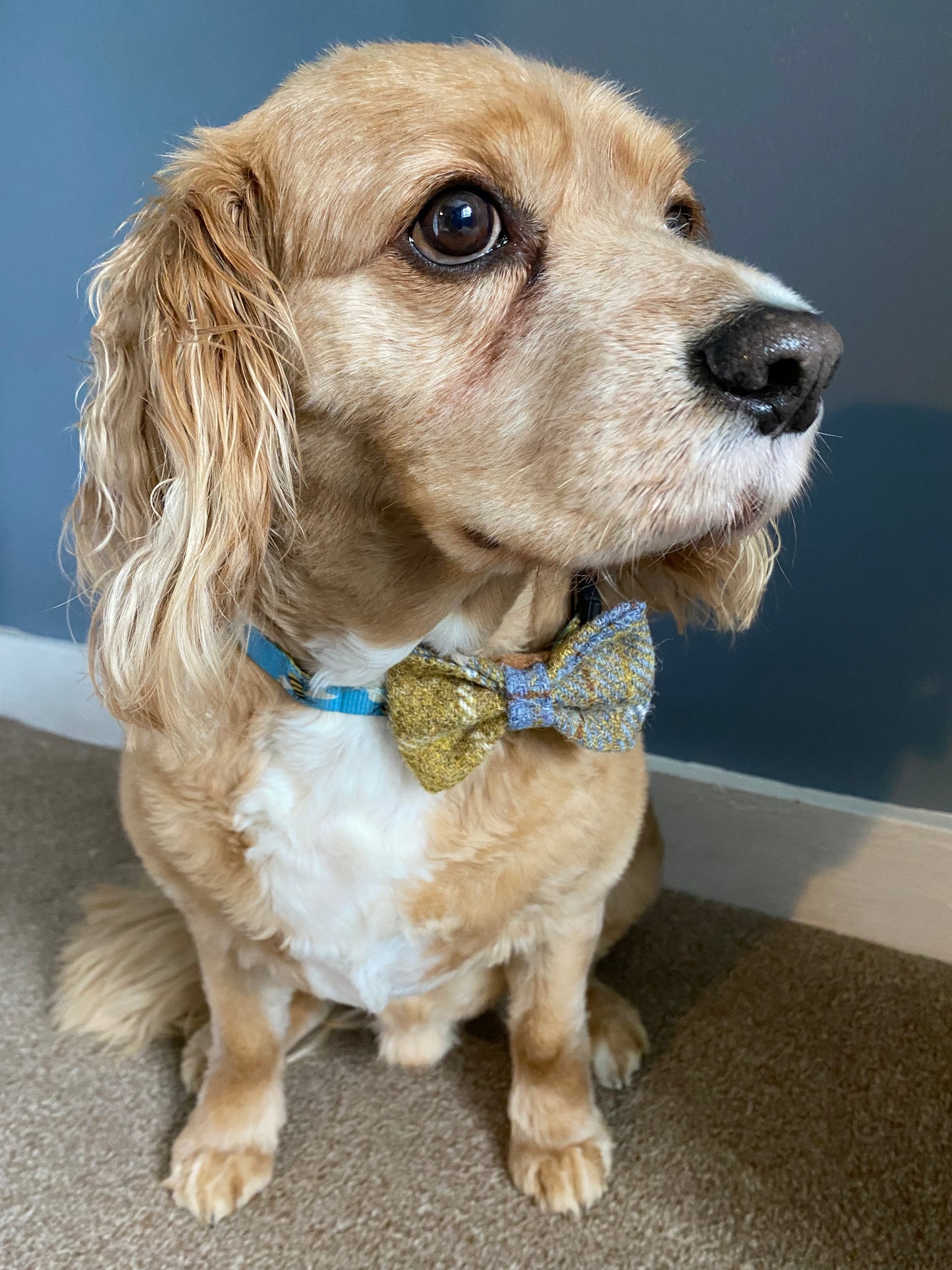 Harris Tweed Dog Collar Dickie Bow Tie Mustard / Gold & blue check tartan bow tie / charm