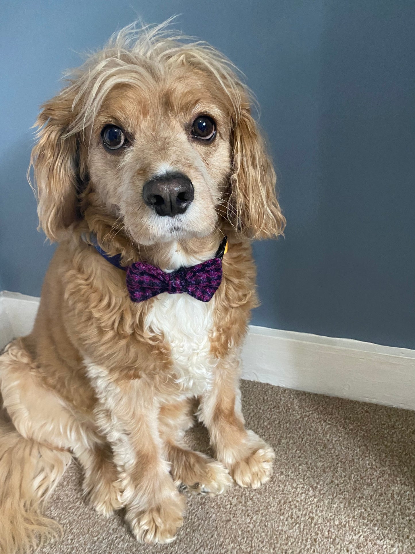 Harris Tweed Dickie Bow Tie Dog Collar charm in purple & pink houndstooth dogtooth check