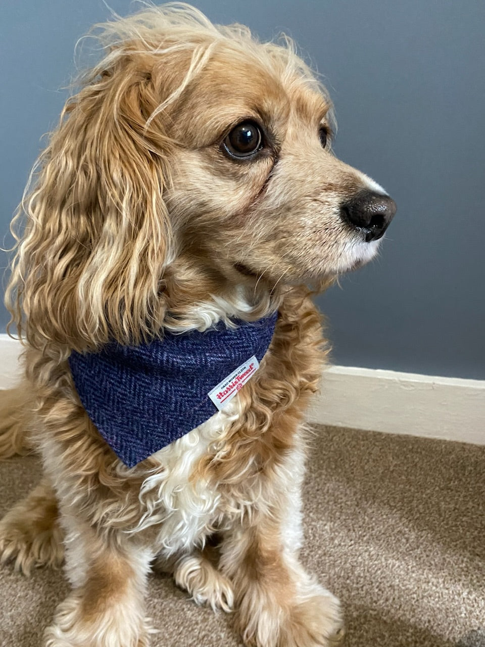 Harris Tweed dog bandana neckerchief in purple and black herringbone chevron pattern. Sizes S M L XL pet scarf