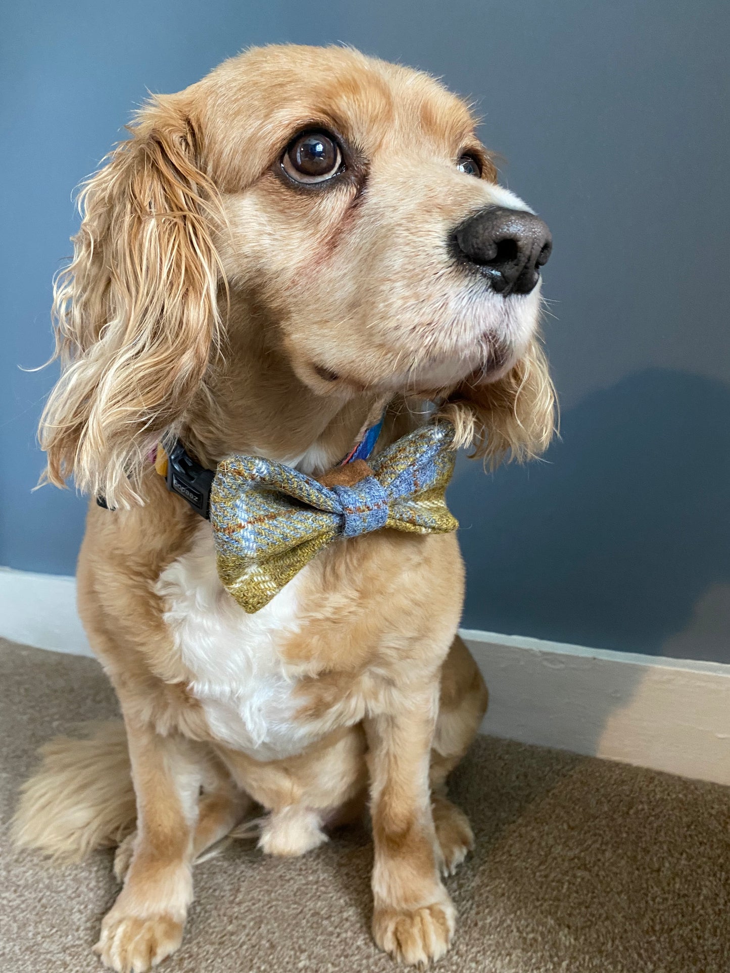 Harris Tweed Dog Collar Dickie Bow Tie Mustard / Gold & blue check tartan bow tie / charm