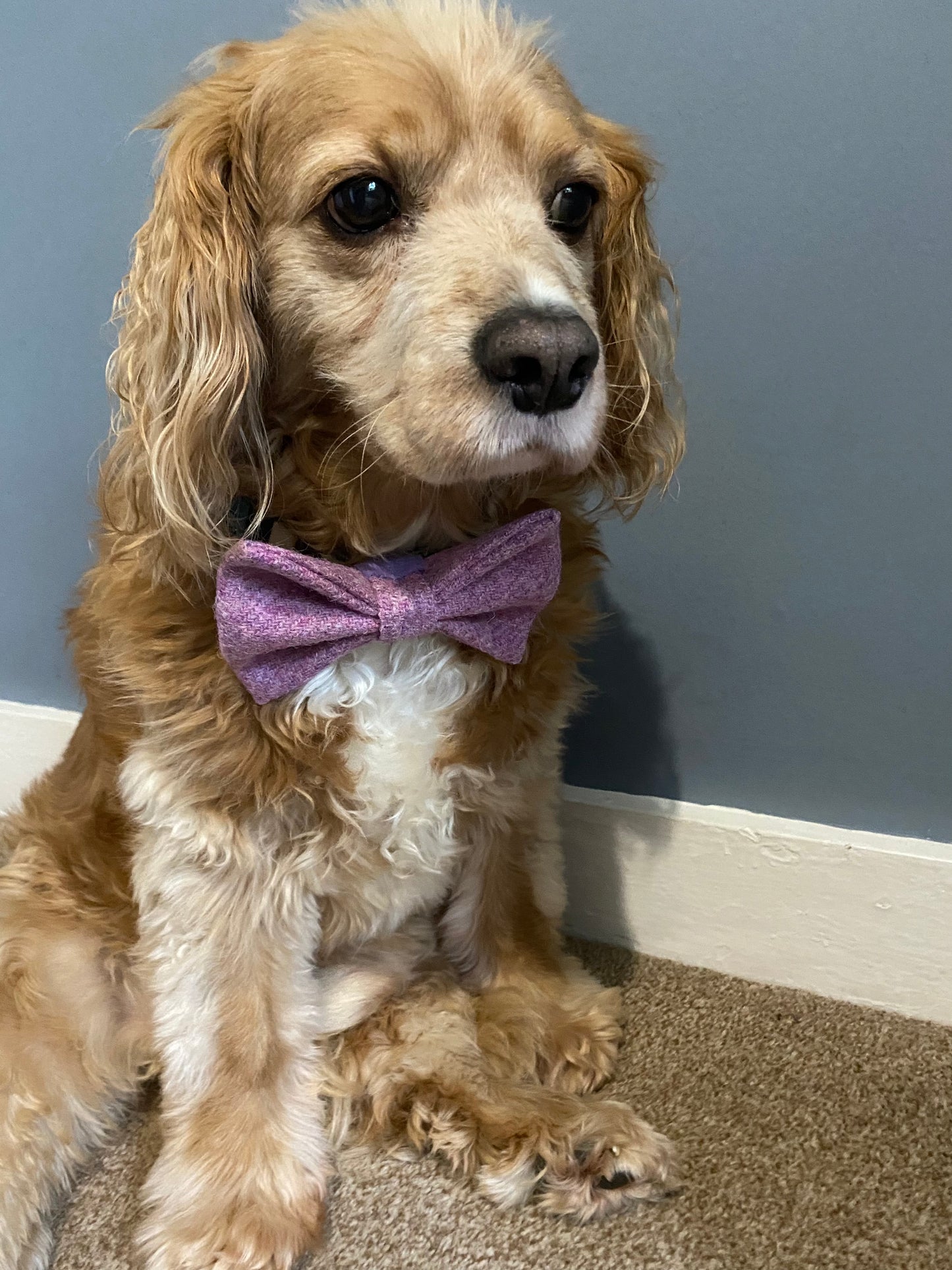 Harris Tweed Bow Dog Collar Baby Pink dickie bow tie charm