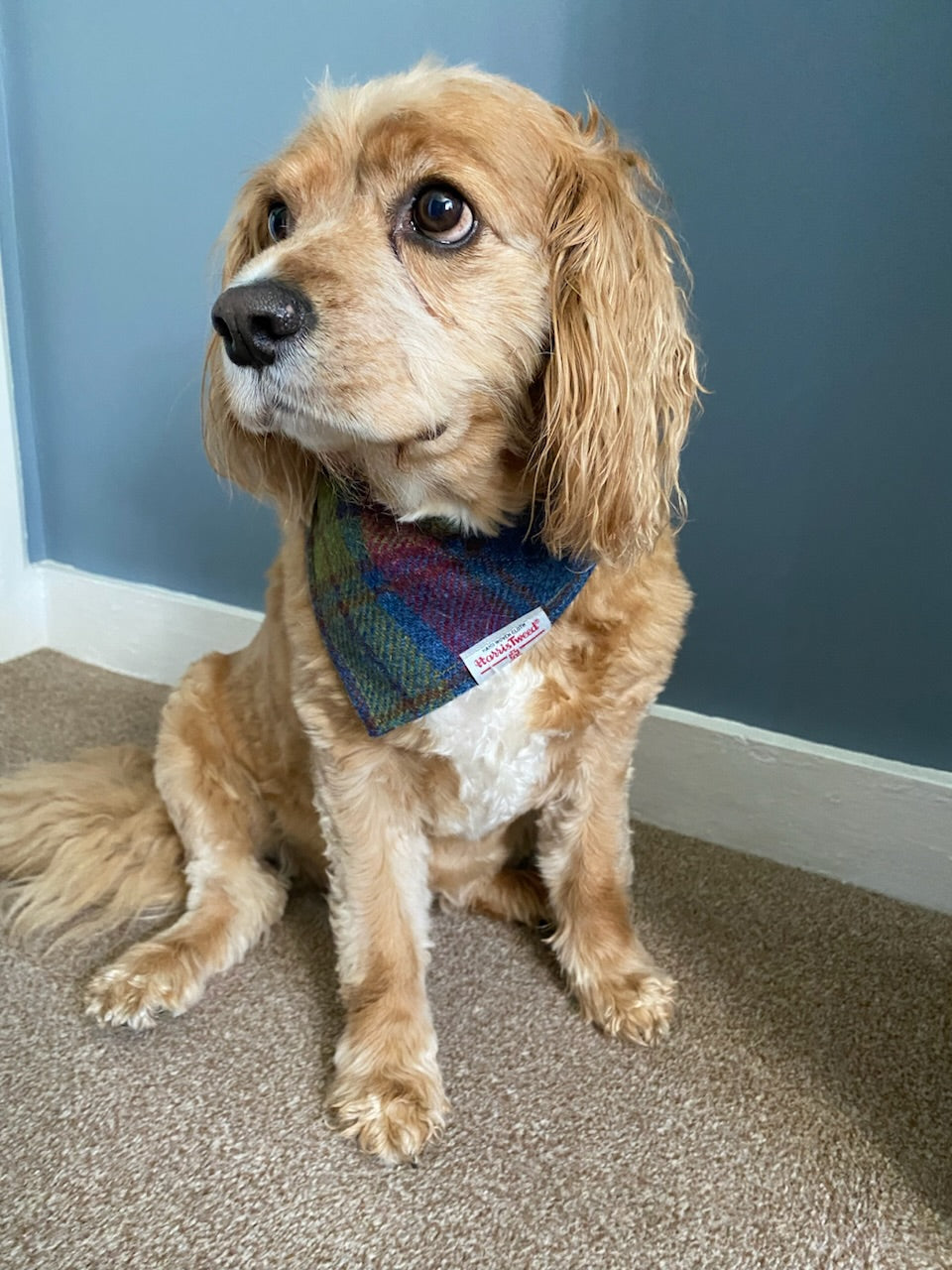 Harris Tweed dog bandana neckerchief in blue, hunting green & red check tartan pattern. Sizes S M L XL pet scarf