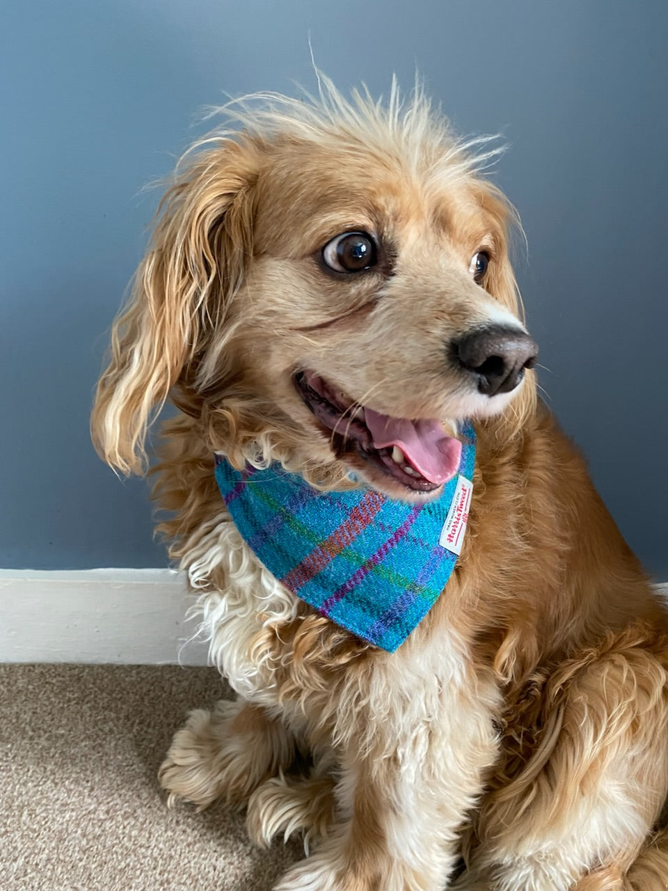 Harris Tweed dog bandana neckerchief in bright sky blue check tartan pattern. Sizes S M L XL pet scarf