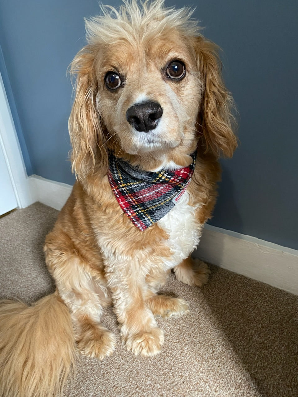 Harris Tweed dog Bandana neckerchief in grey and red check tartan pattern. Size S M L XL pet scarf