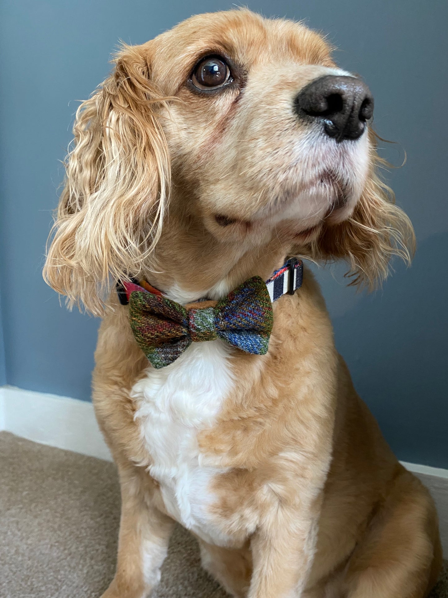 Harris Tweed Dickie Bow Tie Dog Collar Charm Green brown & blue check tartan charm