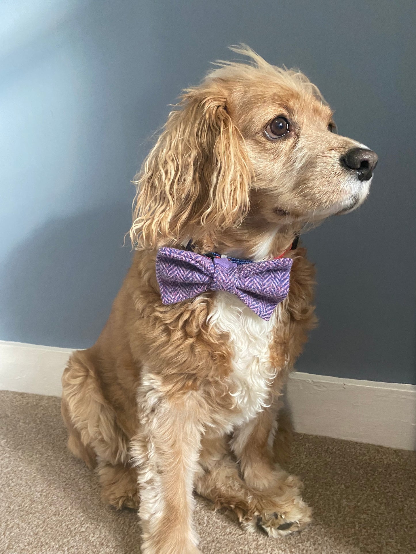 Harris Tweed Bow Dog bow tie light pink herringbone / chevron patten Dickie bow