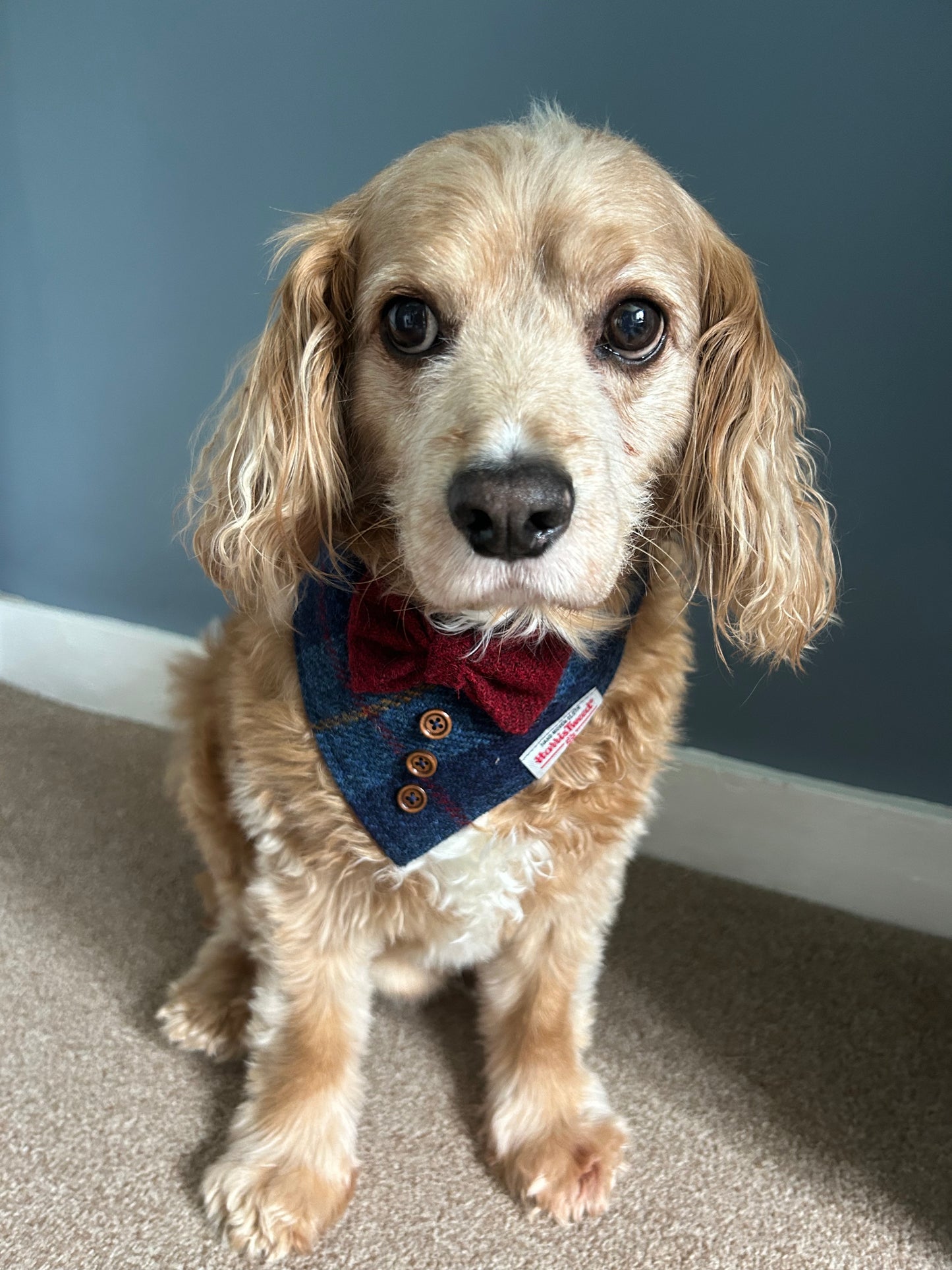 Harris Tweed wedding tux dog bandana neckerchief & bow navy blue and red